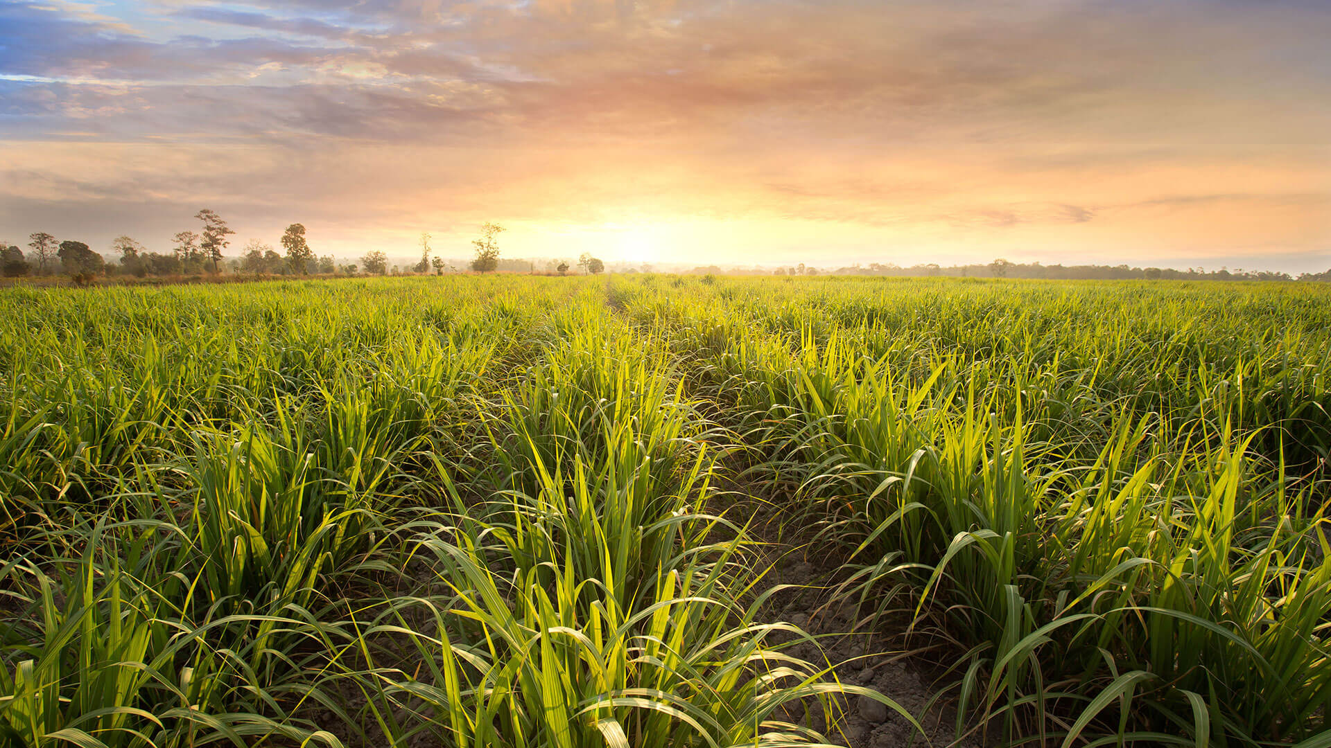 MCB Capital Markets advised The Mauritius Sugar Syndicate on its MUR 2.0 billion issue of rated money market instruments