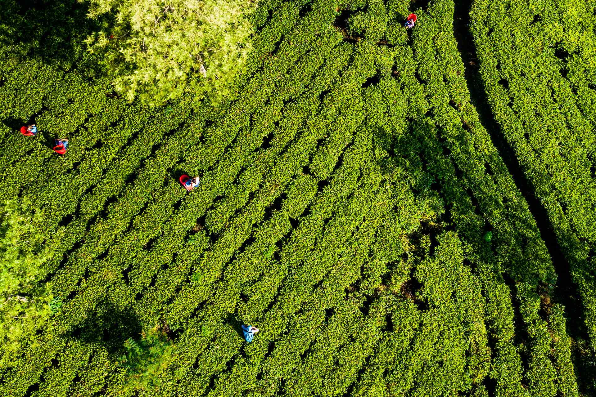 Tea plantation